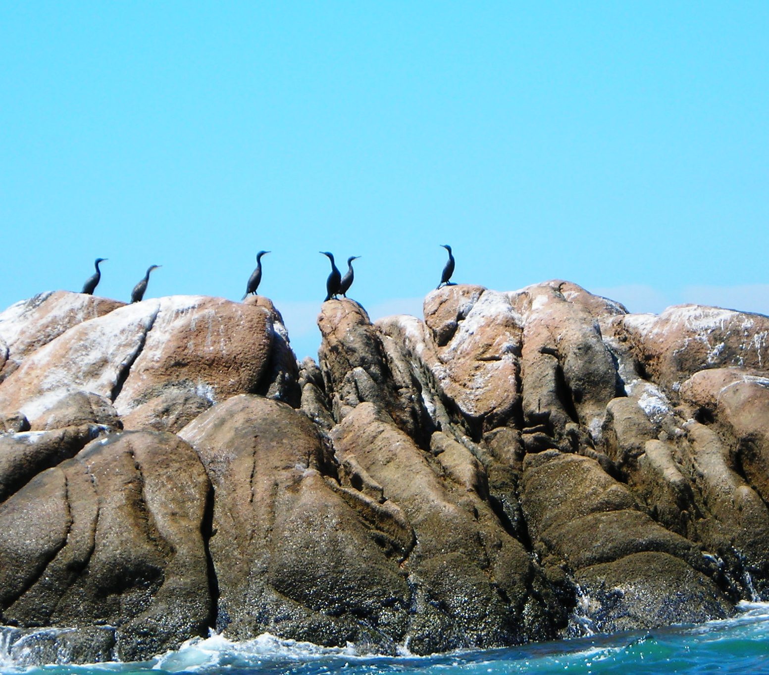 3- cormoranes